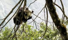 四川野保队员在卧龙发现新的大熊猫栖息地